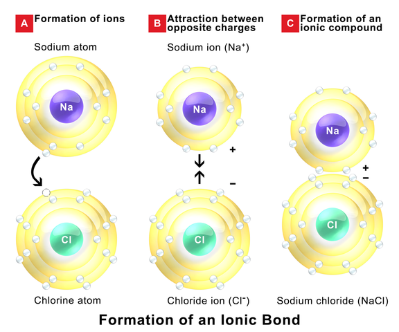 Ion interactions form the strong bonds that hold ionic solids together.