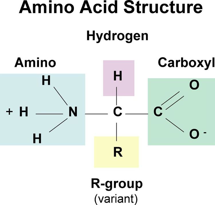 The generic structure of an amino acid