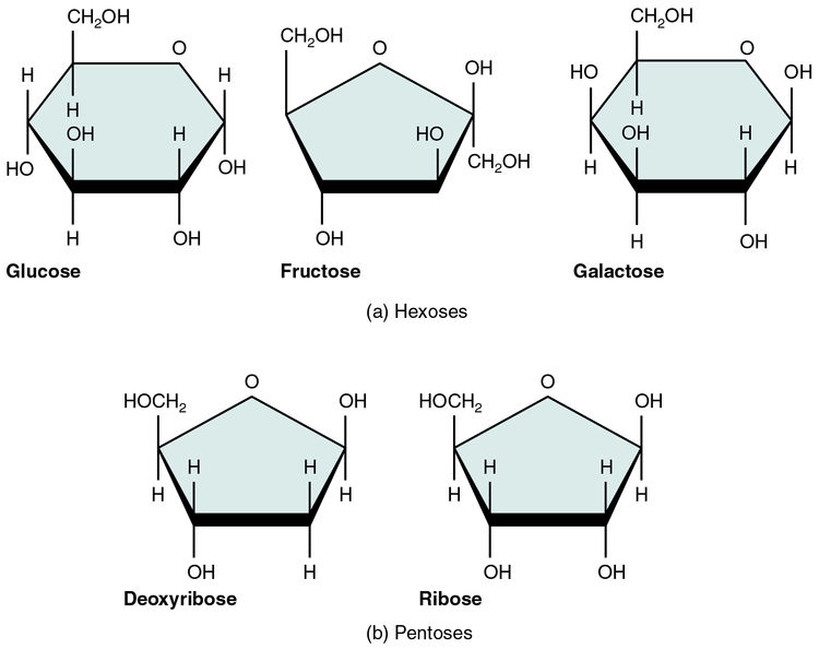Common monosaccharides
