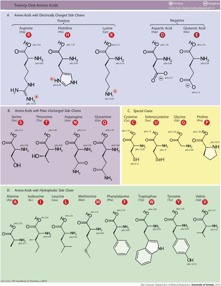 The 21 amino acids can combine to make a multitude of different proteins